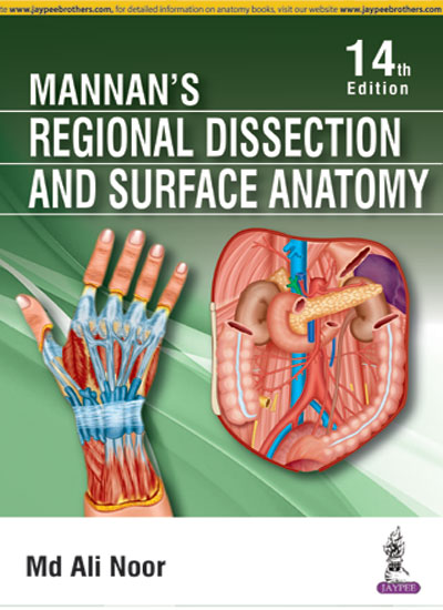 mannans-regional-dissection-and-surface-anatomy